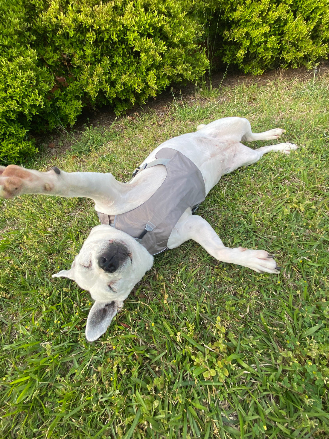 The most asked questions about dog gear, answered.