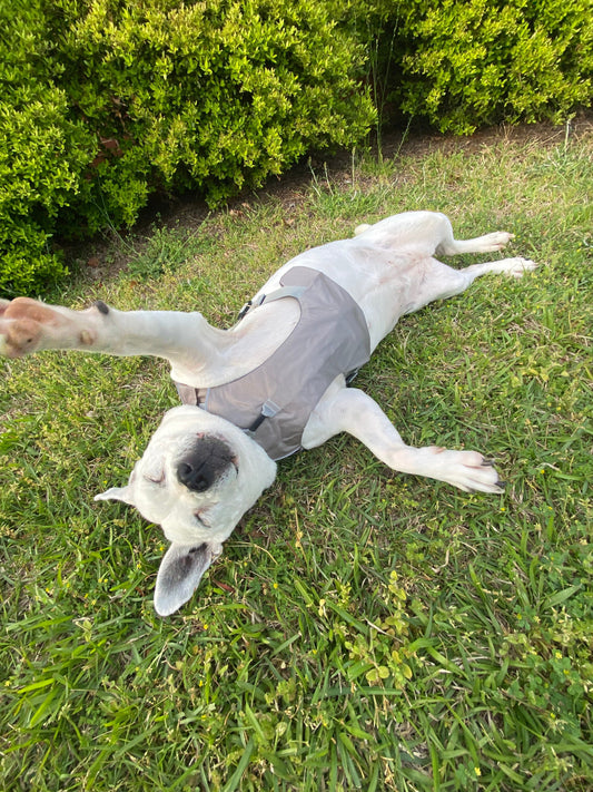 The most asked questions about dog gear, answered.